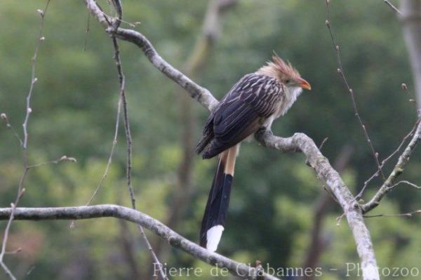 Guira cuckoo