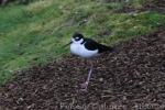 Black-necked stilt