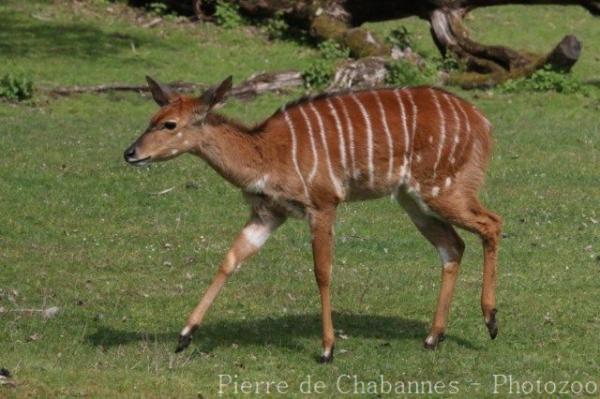 Lowland nyala