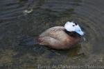 White-headed duck