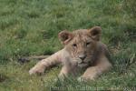 West-African (Asian) lion