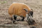 Red river hog