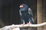 Bateleur