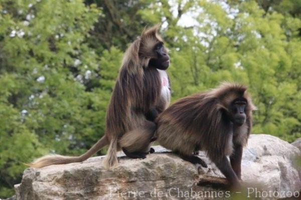 Gelada