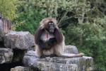 Gelada