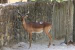 Black-faced impala