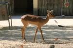 Black-faced impala