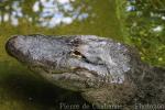 American alligator