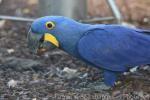 Hyacinth macaw