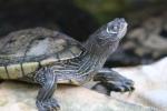 Mississippi Map Turtle