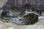 Reticulated python