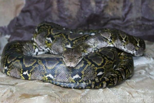 Reticulated python