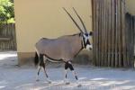 Gemsbok