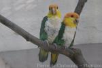 White-bellied parrot