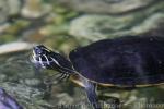 Florida Redbelly Turtle