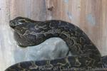 African rock python