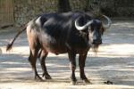 Cape buffalo