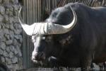 Cape buffalo