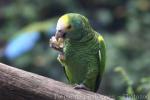 Yellow-shouldered amazon