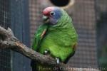 Red-tailed amazon