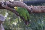 Yellow-crowned amazon