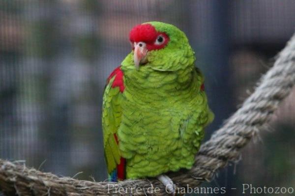 Red-spectacled amazon