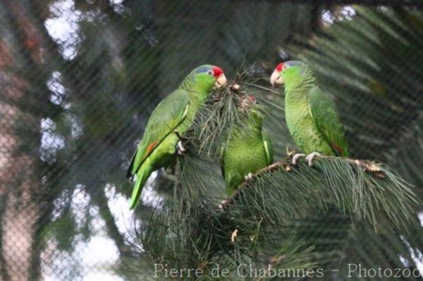 Red-crowned amazon