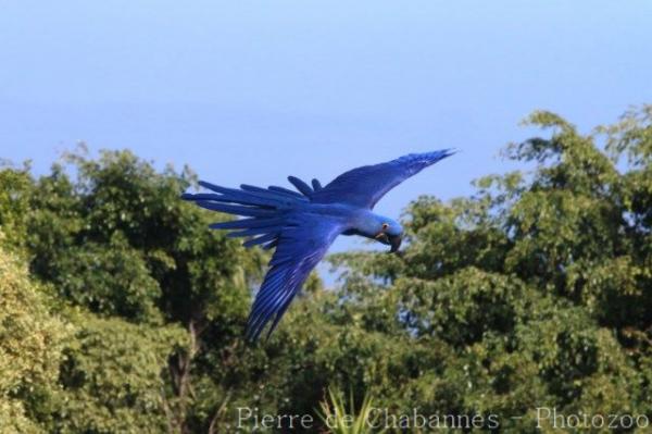 Hyacinth macaw