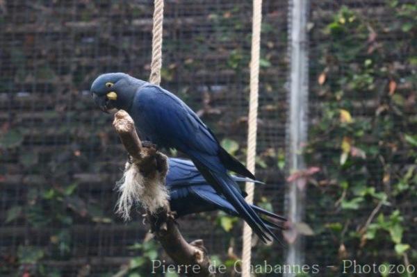Lear's macaw