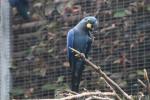 Lear's macaw