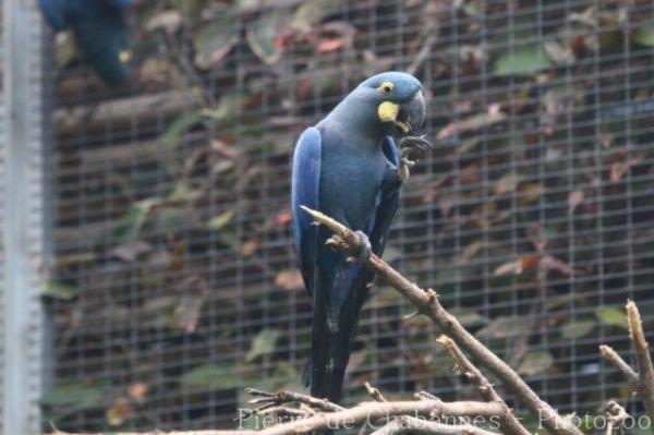 Lear's macaw