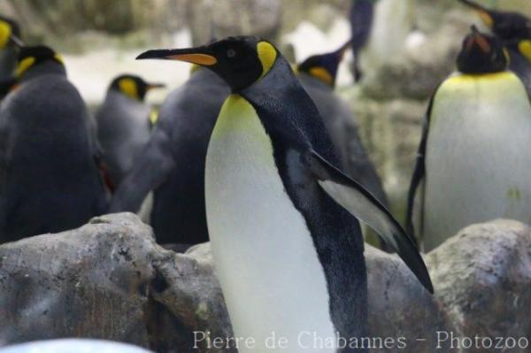 King penguin