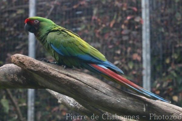 Military macaw