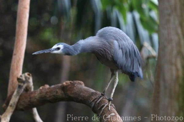 White-faced heron