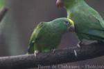 Tui parakeet