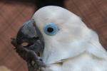 Blue-eyed cockatoo