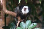 Geoffroy's tufted-ear marmoset