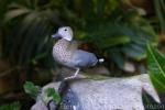 Ringed teal