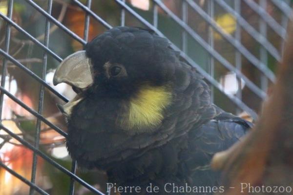 Yellow-tailed black cockatoo