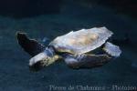 Loggerhead turtle