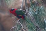 Stella's lorikeet