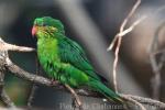 Red-flanked lorikeet