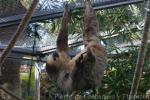 Linné's two-toed sloth