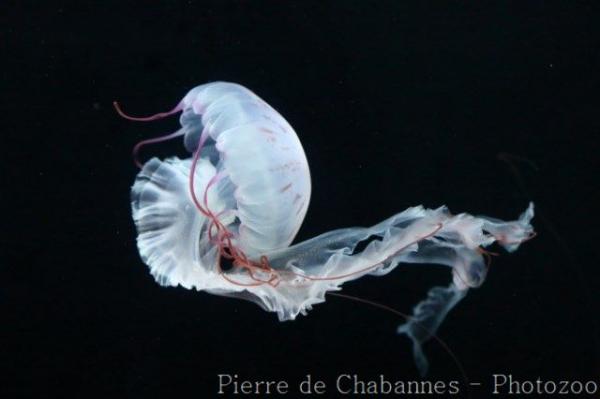 Purple-striped sea-nettle