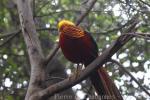 Golden pheasant