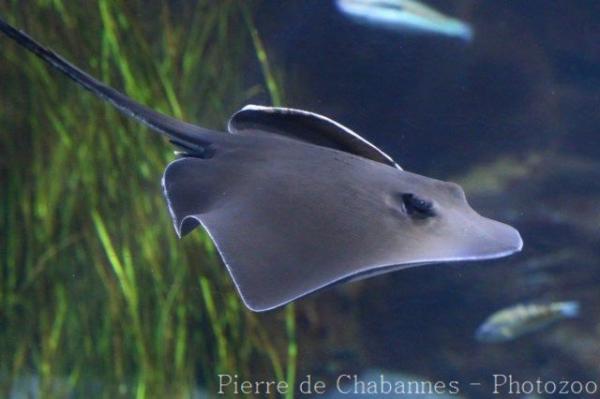 Common stingray