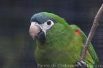 Red-shouldered macaw