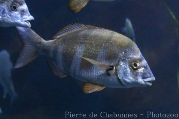 Zebra seabream