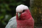 Galah