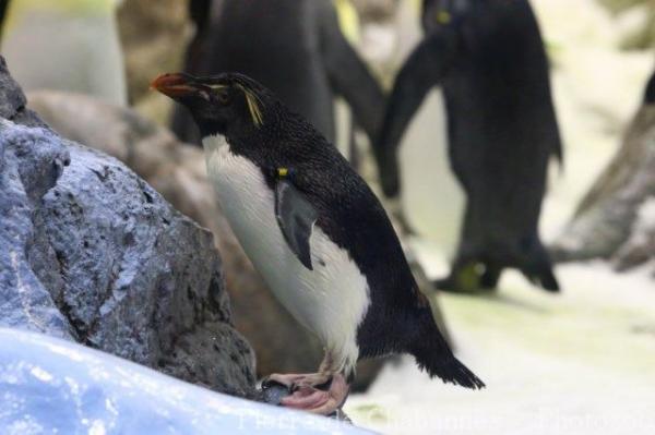 Southern rockhopper penguin